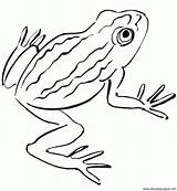 Anfibios Rana Frosch Realistic Piel Desnuda Anfibio Descubre Ranas Frogs Pez sketch template