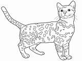 Coloring Pages Bengal Cat Bengals Cats Cincinnati Kids Sketches Chat Trending Days Last Color Choose Board Drawings Template sketch template