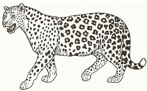 animal coloring pages cheetah  coloring pages animais