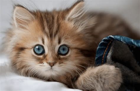 cutest kitten   world life  cats