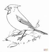 Bird Cardinals Coloriage Rocher Supercoloring Nothern sketch template