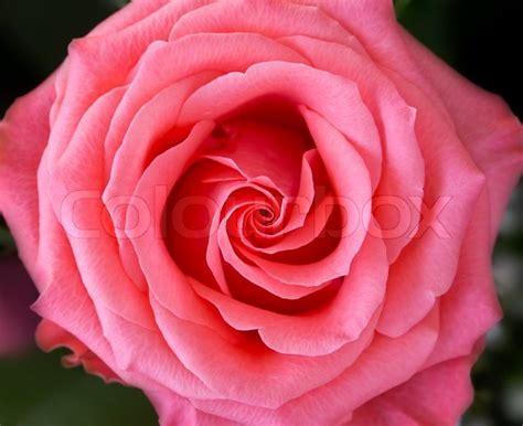 nahaufnahme einzigen rosa rose von oben stockfoto colourbox