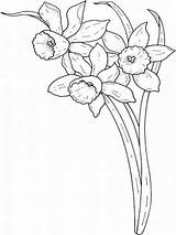 Daffodil Daffodils Narzisse Godetia Narzissen sketch template