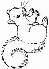 Squirrel Coloring Pages Anima Parentune Worksheets sketch template
