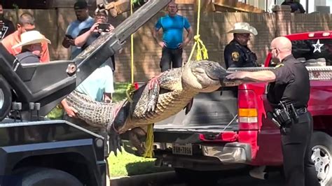 tow truck used to lift 400 lb alligator captured in texas neighborhood