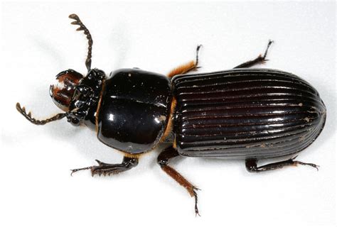 bess beetles encyclopedia of life