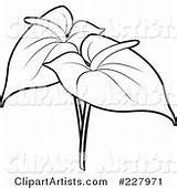 Anthurium Outline Coloring Flowers Two Vector Lal Perera Clipart Tikiri Featured sketch template