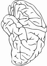 Cerebro Hersenen Cervello Educima Getcolorings Schoolplaten sketch template