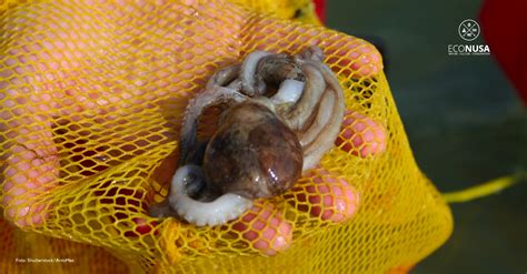 gurita salah satu primadona ekspor perikanan indonesia econusa