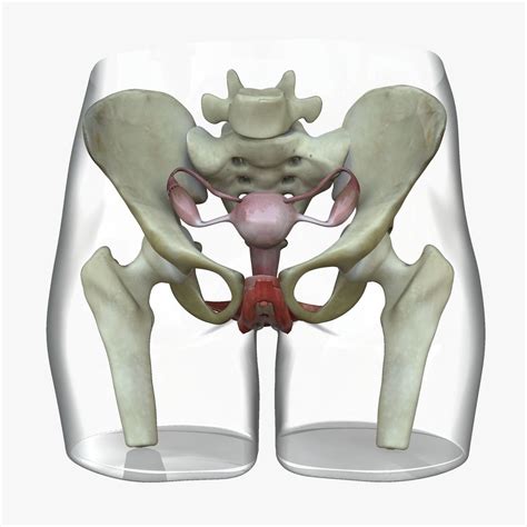 Detailed Female Reproductive System Medical Edition 3d Model Cgtrader