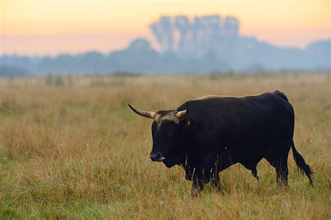 scientists seek  resurrect  aurochs  extinct beast
