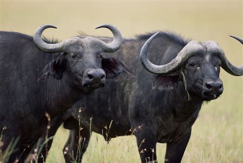 buffalo  bison photo gallery