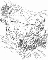 Lynx Bobcat Lince Colorare Ausmalbilder Luchs Rossa Linci Malvorlage Animais Pintar Ausmalbild Roux Disegno Selvagens Selvagem Printmania Colorironline Ausmalen sketch template