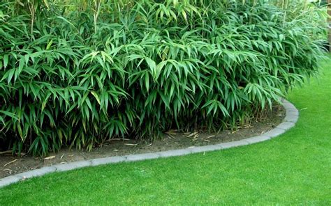 japanese arrow bamboo 2 gallon bamboo plants for