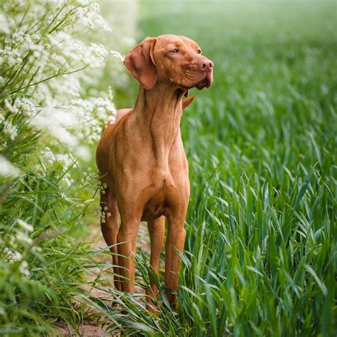 brown dog standing  top   lush green field   tall grass  white flowers