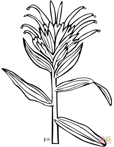 giant red indian paintbrush coloring page  printable coloring pages