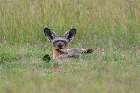 bat eared fox   endowed ears sean crane photography