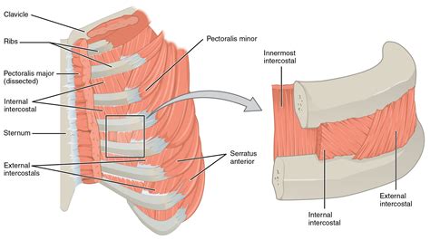 axial muscles   abdominal wall  thorax anatomy  physiology