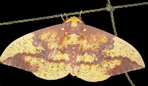 imperial moth common moth and butterflies of indiana · inaturalist