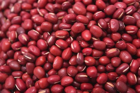 red bean plants top tips  types  growing