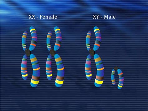 Ppt Biology And Sex Chromosomal Sex Chromosomal