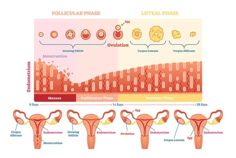 menstrual cycle diagram veritas fertility and surgery