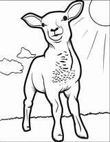 Lamb Coloring Pages Sheep Drawing Line Kids Realistic Printable Lambs Easter Search Drawings Colouring Yahoo Getdrawings sketch template
