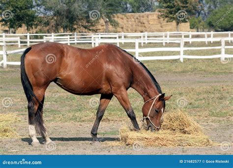 horse eating hay royalty  stock photography image