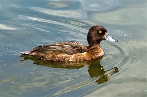 tufted ducks focusing  wildlife