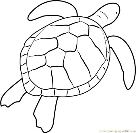 green sea turtle coloring page  kids  turtles printable