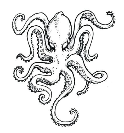 octopus outline drawing  getdrawings