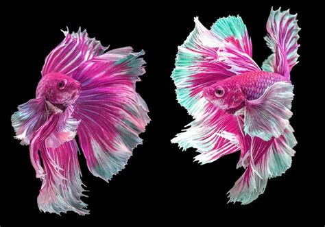 pink betta fish  genuine  rare creature
