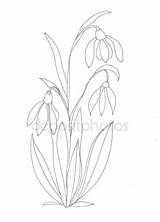 Snowdrop Flower Drawing Getdrawings sketch template