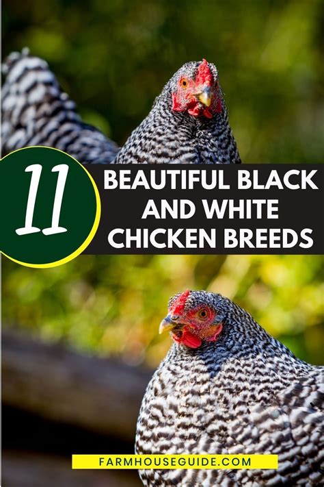 Each Of These 11 Breeds Of Chicken Has Stunning Black And White Plumage