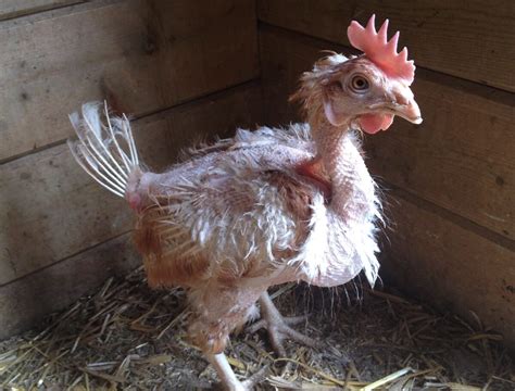 red een legkip roept op koop geen ei maar red een kip met pasen animals today