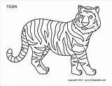 Tiger Printable Coloring Pages Templates Firstpalette sketch template