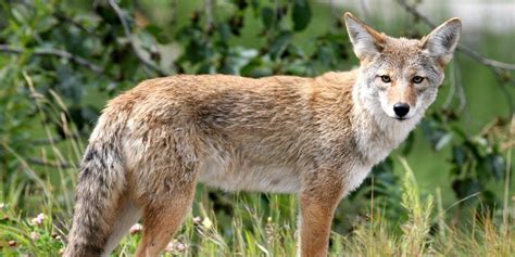 Why You Shouldn T Feel Bad About Coyote Fur On That Canada