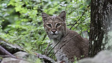 bobcats dangerous xceptional wildlife removal