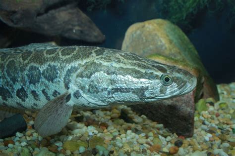 snakehead fish wikipedia