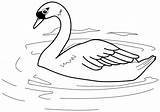 Cisne Pintar Cisnes Swan sketch template