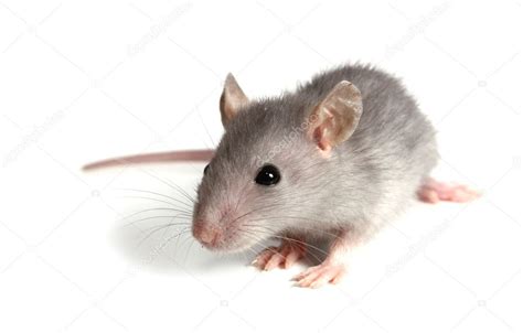 gray mouse stock photo  kontur vid