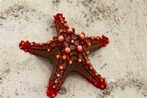 sea stars making  big comeback  san franciscos shores