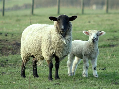 la oveja  la granja