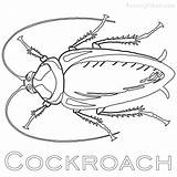 Cockroach Madagascar Coloringhome sketch template