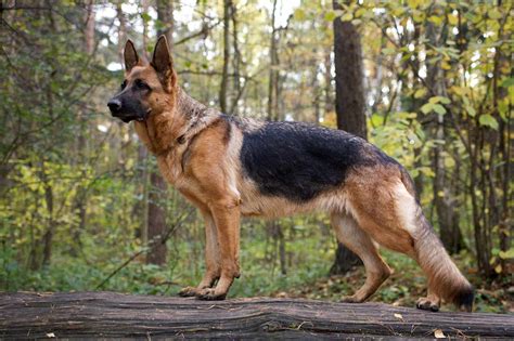 german shepherd dog breed information characteristics daily paws