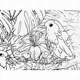 Adulte Oiseau sketch template