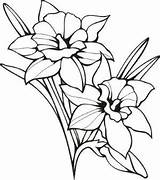 Coloring Pages Clipartbest Indulgy Daffodils Spring Clipart sketch template