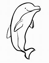 Dolphin Baby Drawing Getdrawings Coloring sketch template