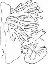 Plants Coloring Pages Sea Getcolorings Ocean sketch template