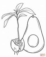 Avocado Coloring Pages Grows Fruit Ackee Colouring Drawing Seed Jamaican Template Adult Kids Choose Board sketch template